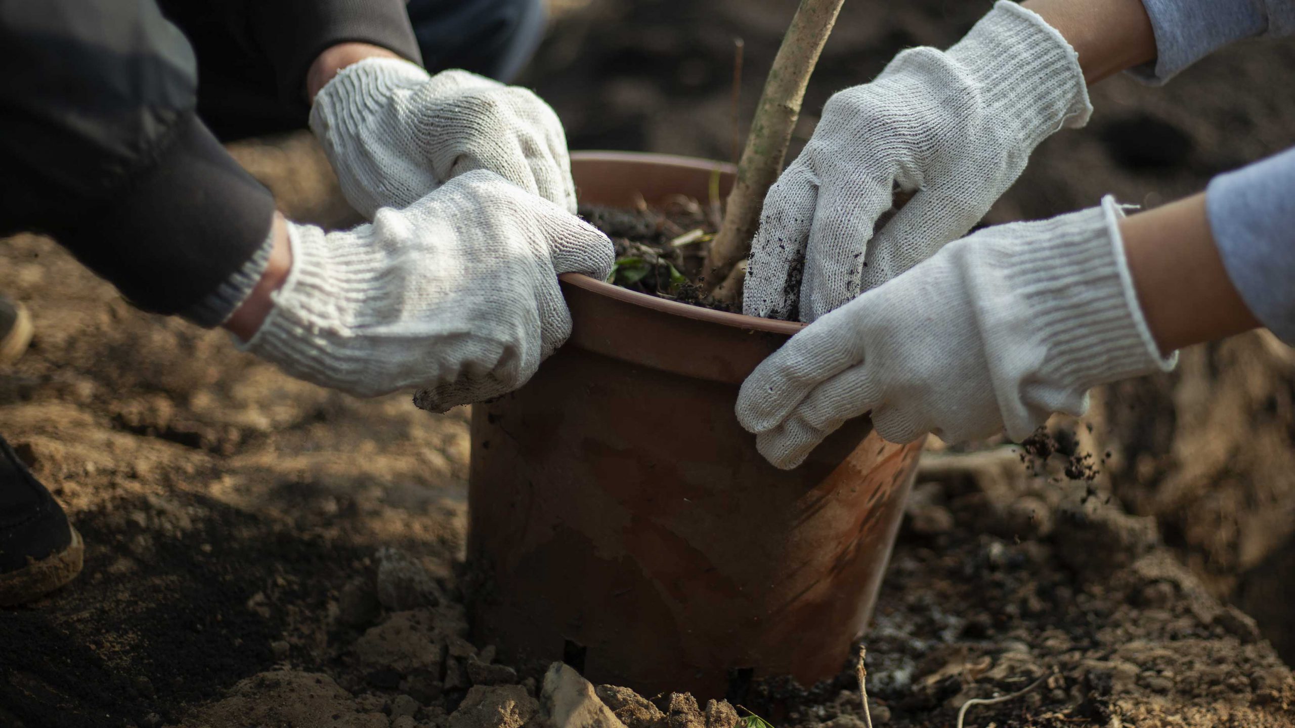 Tree Planting Services Worcestershire